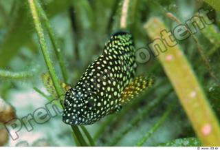 Philippines - Underwater life 0023